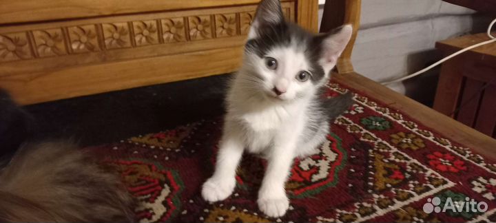 Мальчик -мышелов, 3мес для частного дома