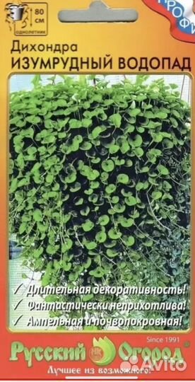 Дихондра серебристая, изумрудный водопад