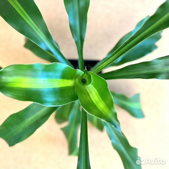 Драцена душистая