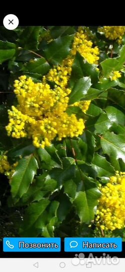 Магония падуболистная, вечнозеленая