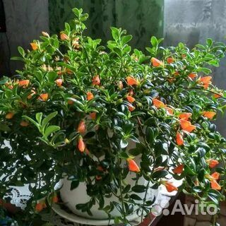 Комнатные цветы