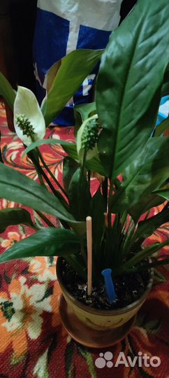 Спатифиллум