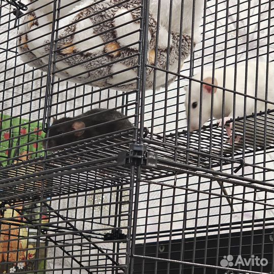 Крысы цветные