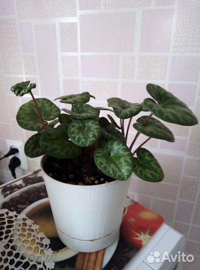 Европейский цикламен (бабушкин,альпийская фиалка)