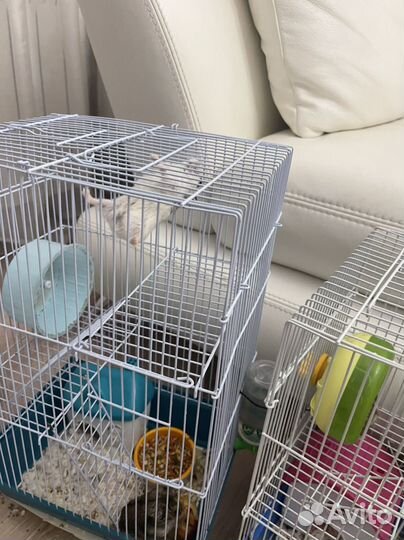 Джунгарские хомяки с клеткой