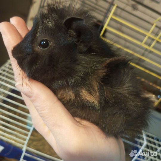 Мальчик Абссинской свинки