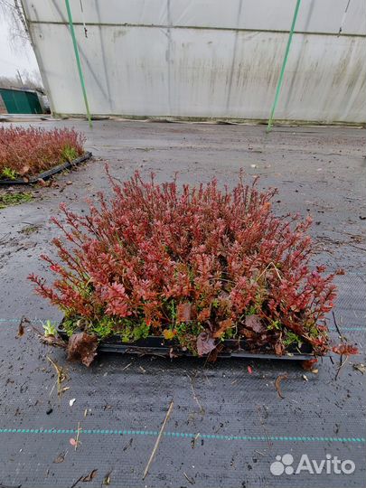 Саженецы клюквы Стивенс