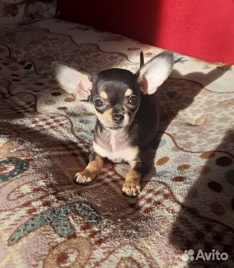Мини чихуа