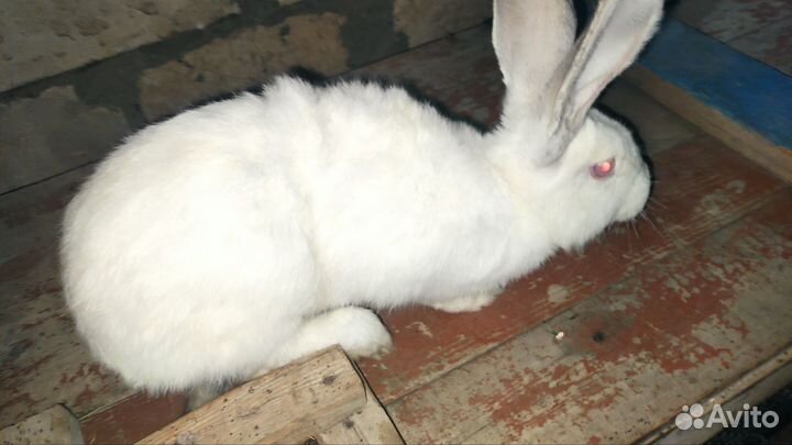 Кролики самки