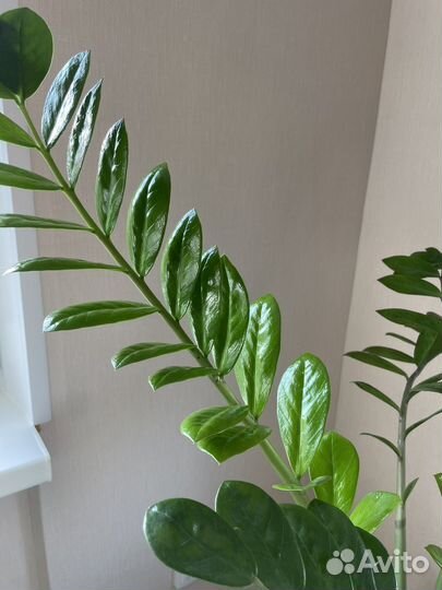 Замиокулькас растение 6 стволов