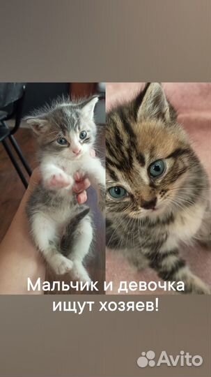 Котята в дар