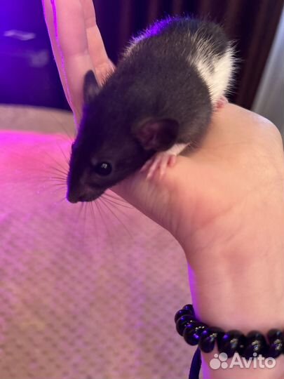 Декоративная крыса