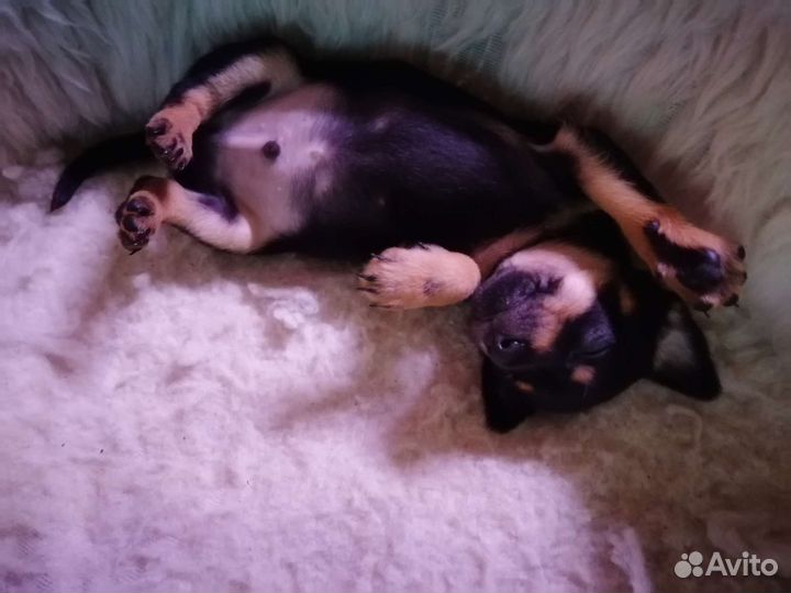 Той-терьер щенки