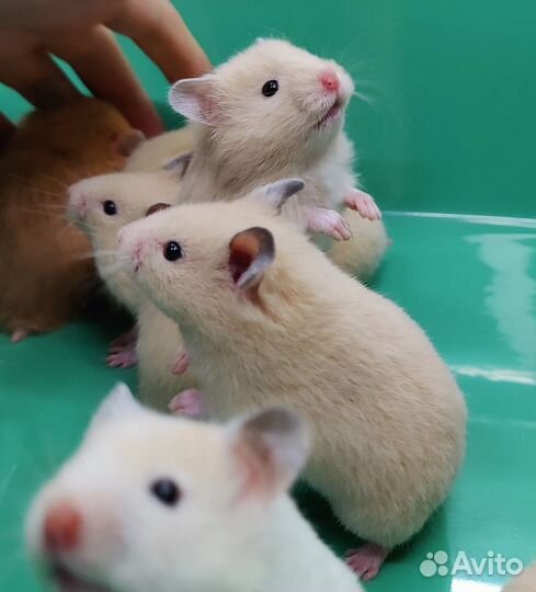 Сирийские Ангорские Хомяки Ручные Товары