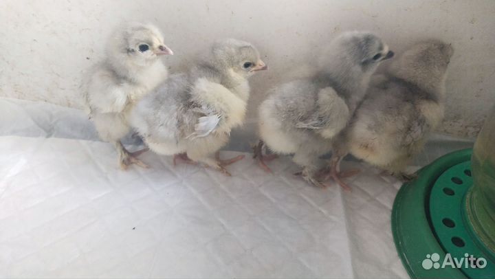 Цыплята брама колумбийская,лаванда