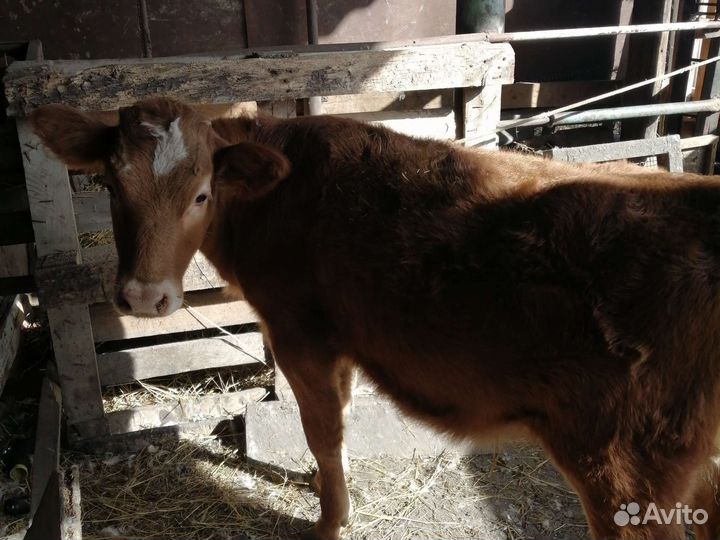 Телёнок 6м