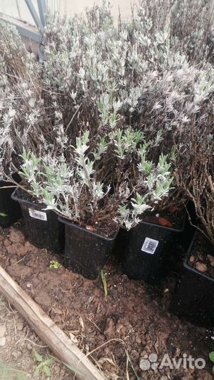 Лаванда сорт Синева