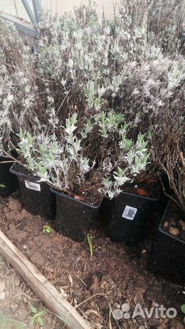 Лаванда сорт Синева