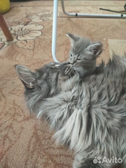 Котенок