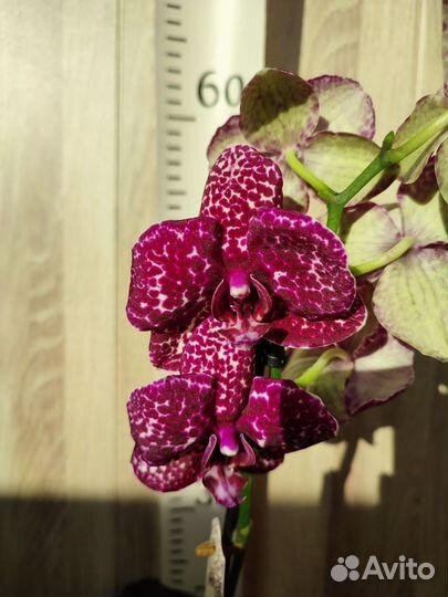 Орхидея фаленопсис Дикий Кот