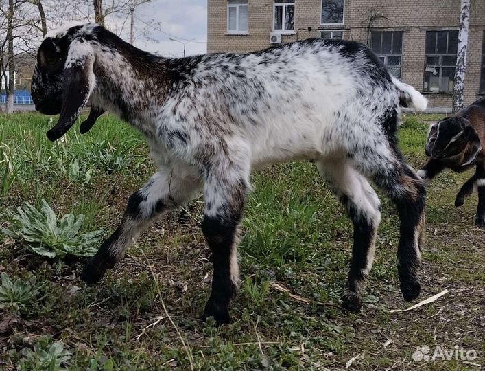 Англо нубийские козы