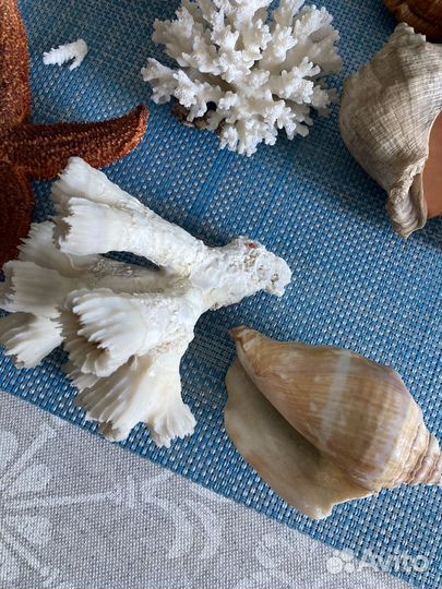 Морские ракушки, кораллы, звезда