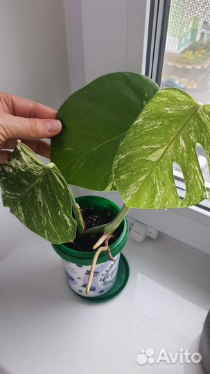 Монстера вариегатная альба