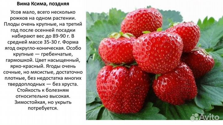 Рассада клубники