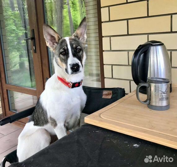 Отдам бесплатно щенки