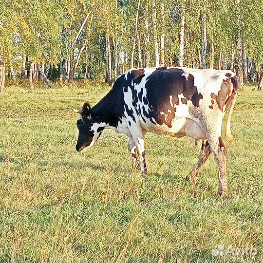 Продажа крс