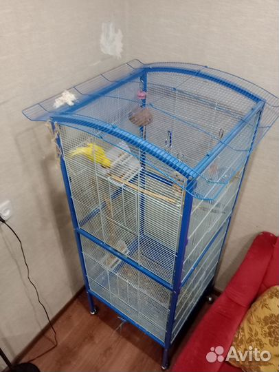 Ожереловый попугай, самка