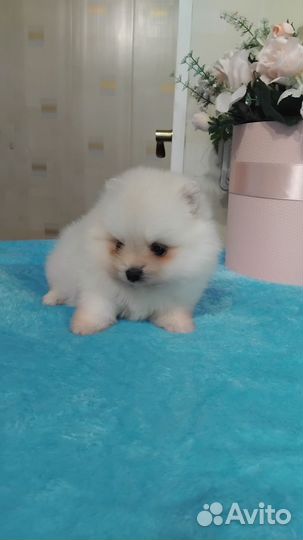 Померанский шпиц мини белый девочка