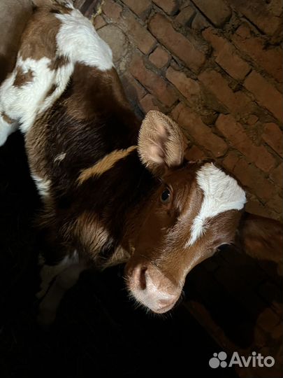 Бычки и быки