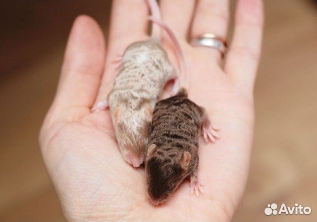 Декоративные кудрявые мыши