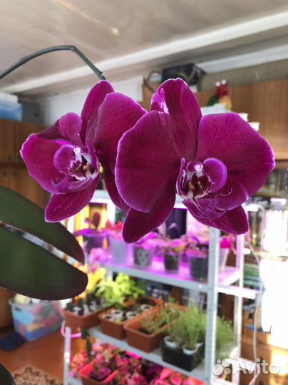 Орхидеи сортовые