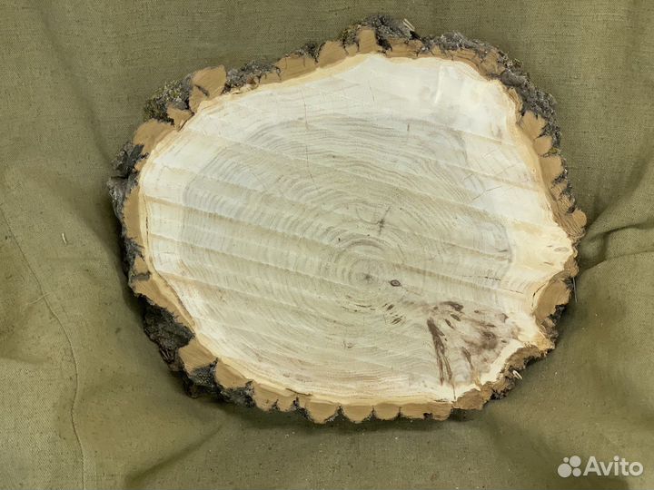 Спил тополя