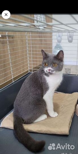 Кошка Горошка чудесная