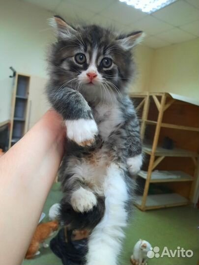 Котята в добрые руки бесплатно
