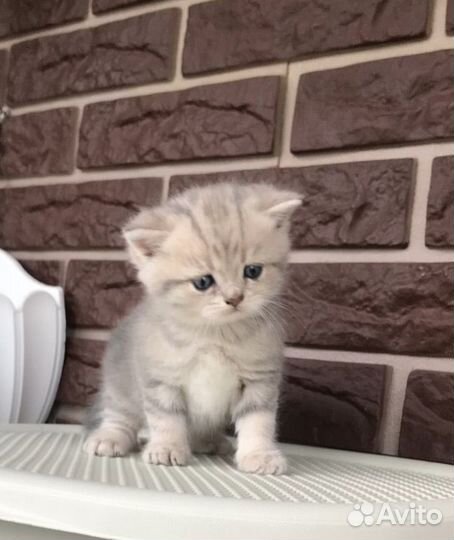 Шотландская вислоухие - страйт котята