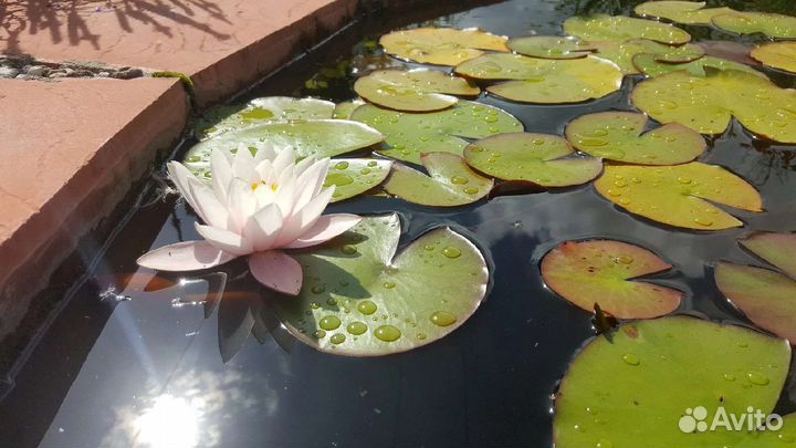 Водная лилия(Нимфея)