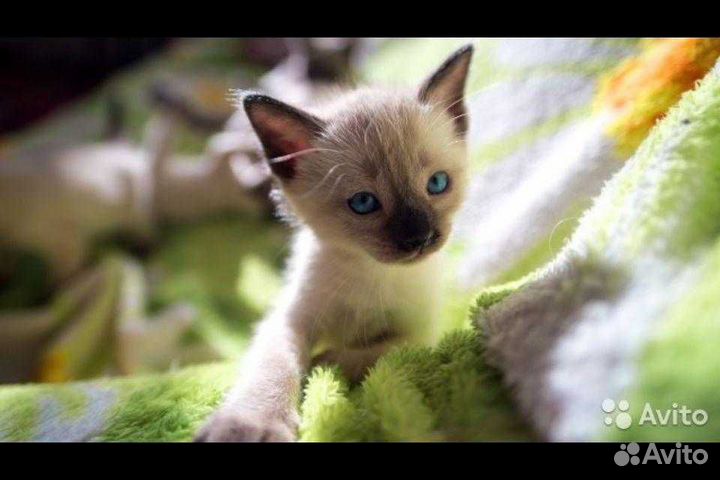 Кошки