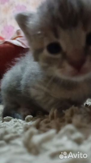 Серенькая кошечка