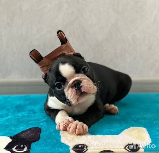 Щенок бостон терьер
