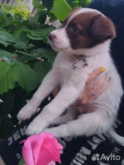 Собака в добрые руки отдам бесплатно