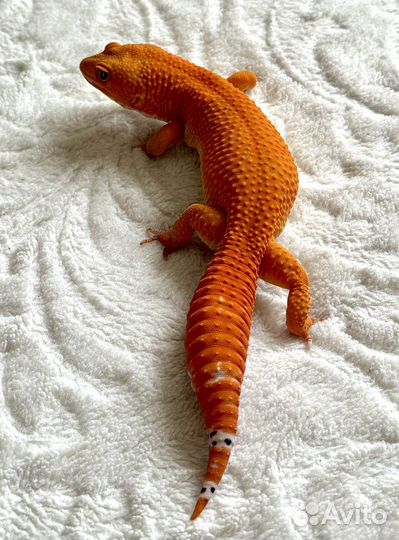 Малыши Эублефары