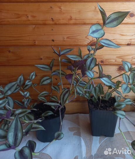 Зебрина (комнатные растения)