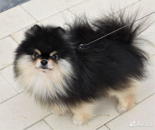Померанский Шпиц Вязка Мини. Микро