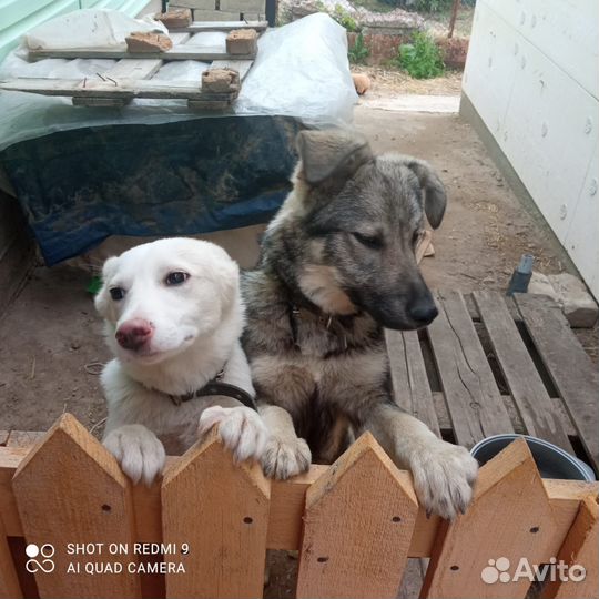 Собака в добрые руки отдам бесплатно