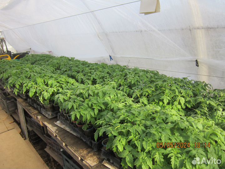 Огурцы,рассада томатов,перцев и др.овощей