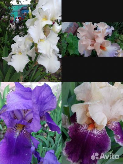 Ирисы сортовые набор 5 шт